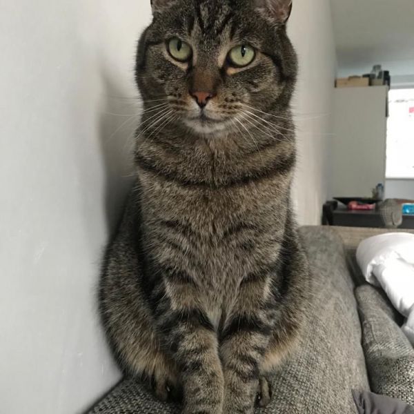 Benji