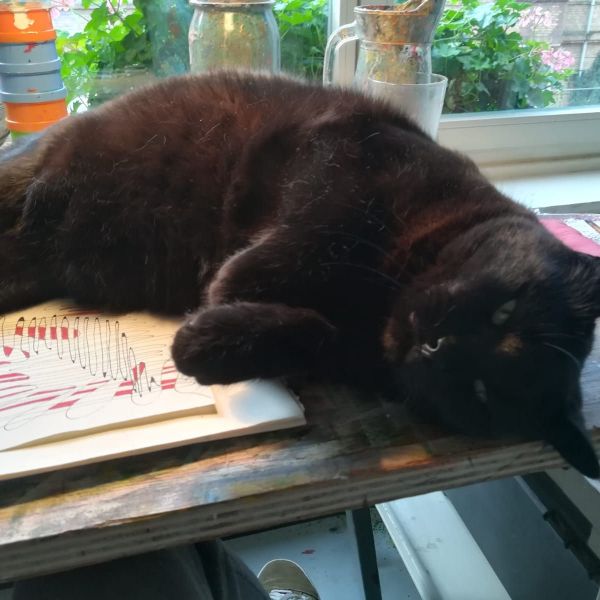 Pino noir