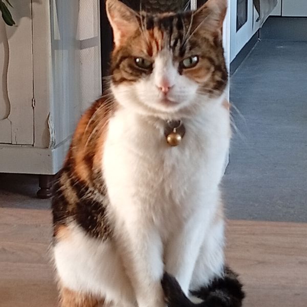 Jet