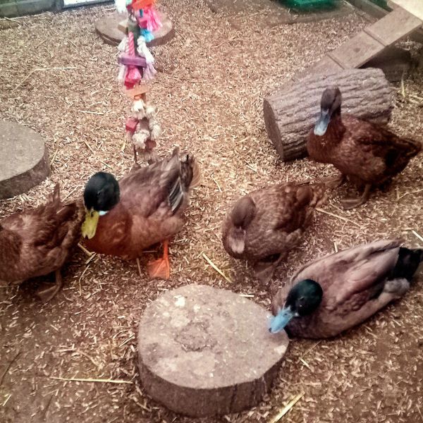 Zoë, Lilly, Merlijn, Daisy en Jul