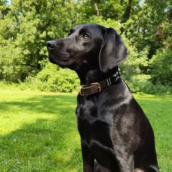 Kaya