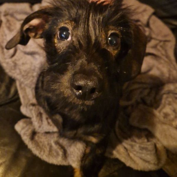 Pixel