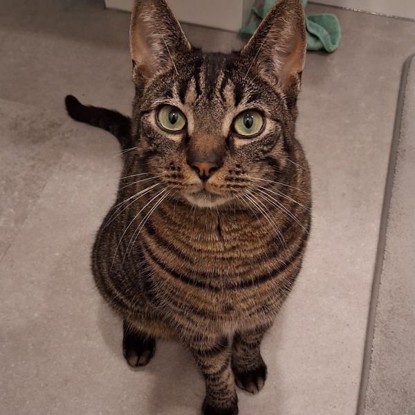 Loki