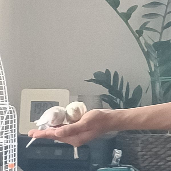 Youki en Rocky