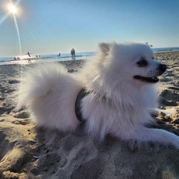 Fluffy