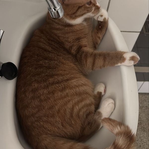 Mimi