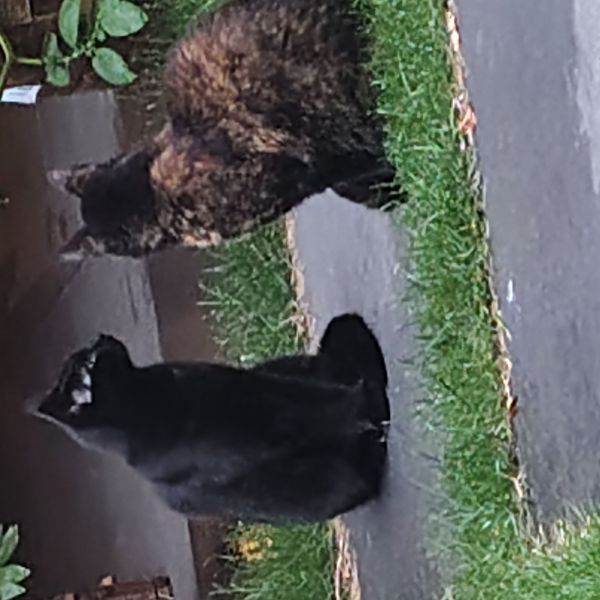 Onyx en marbel