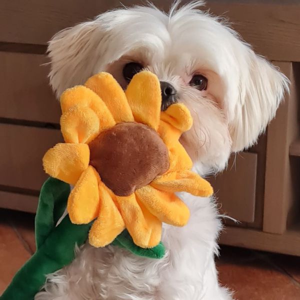 Lotje
