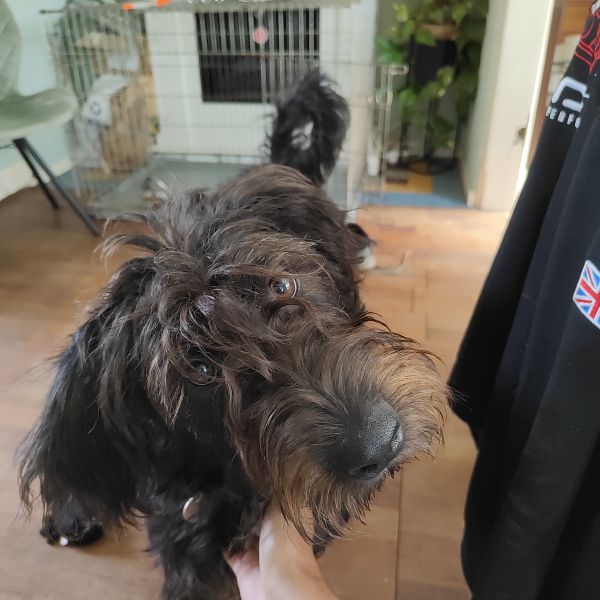 Teddy
