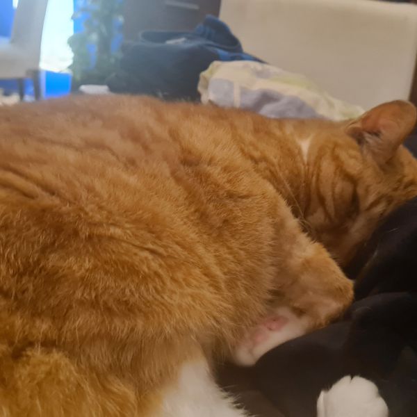 Loki