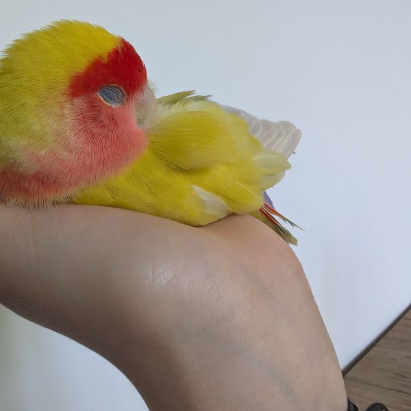 Dodo