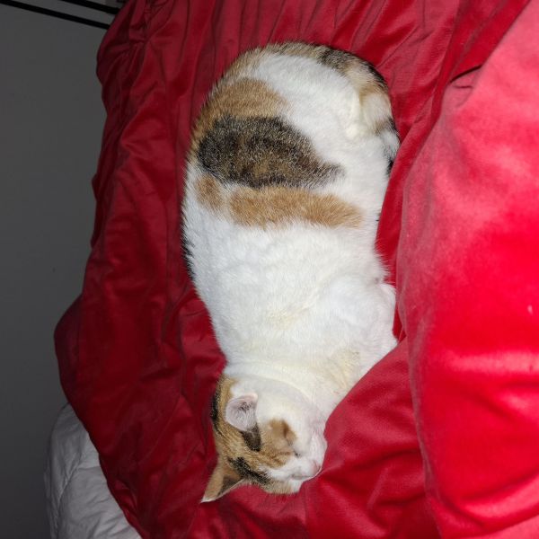 Lila