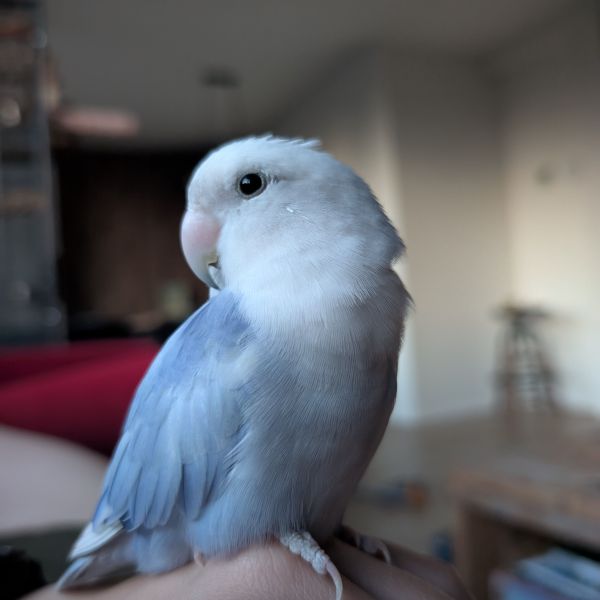 Bobo