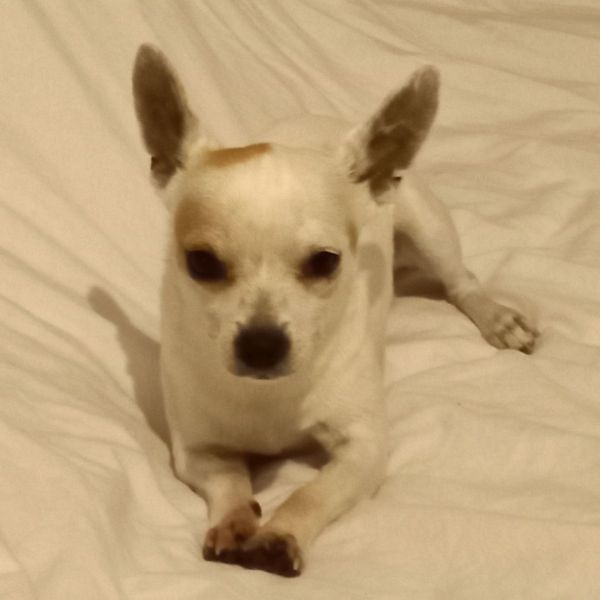 Doppy