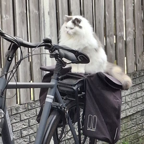 Tika