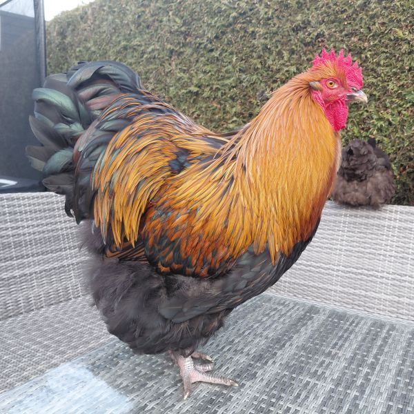 Hendrik Haan met 9 dames