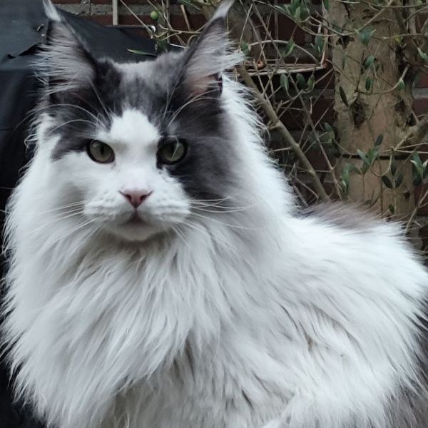 Sirius