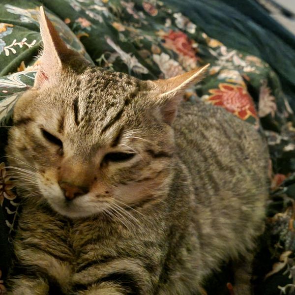 Ollie