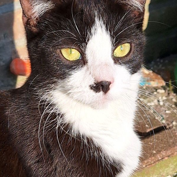 Bono