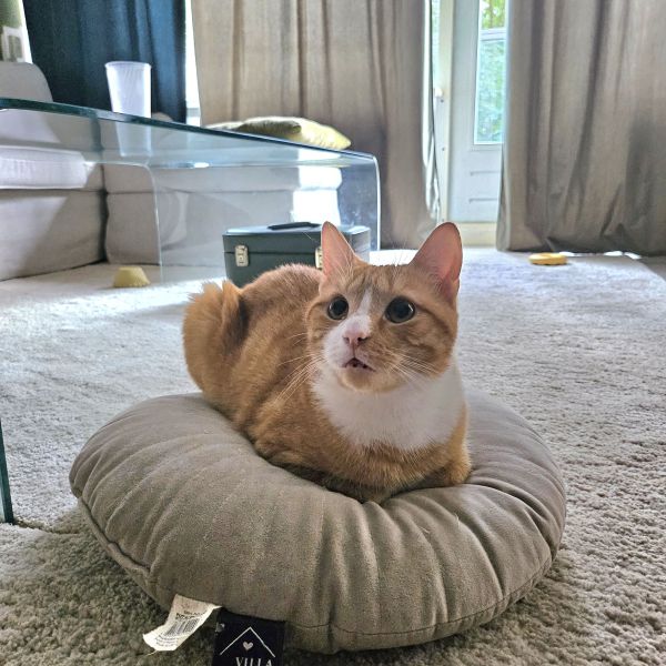 Loki