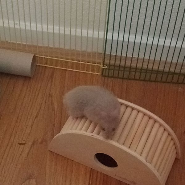 Muffin