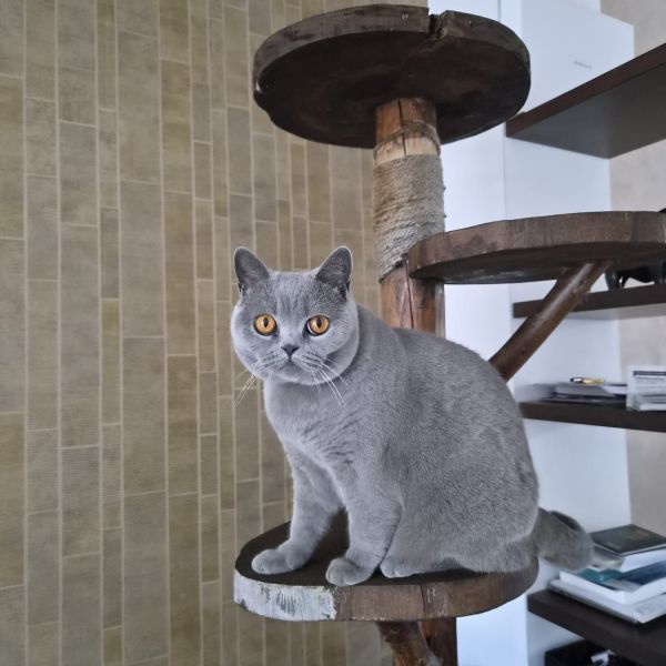 Mizu