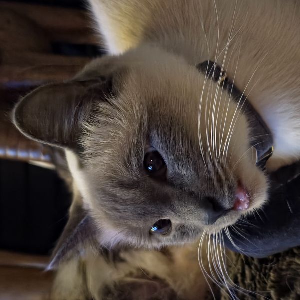 POES (ELSA)