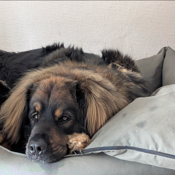 Joep