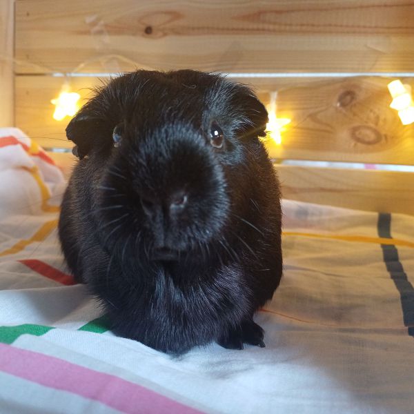 Pip