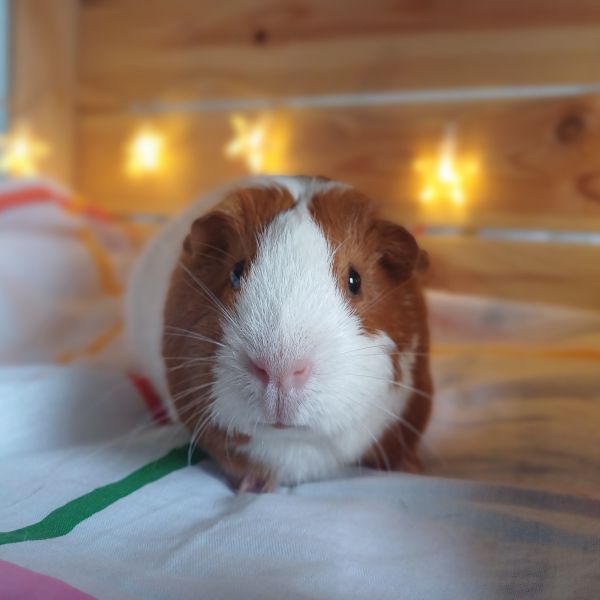 Olli