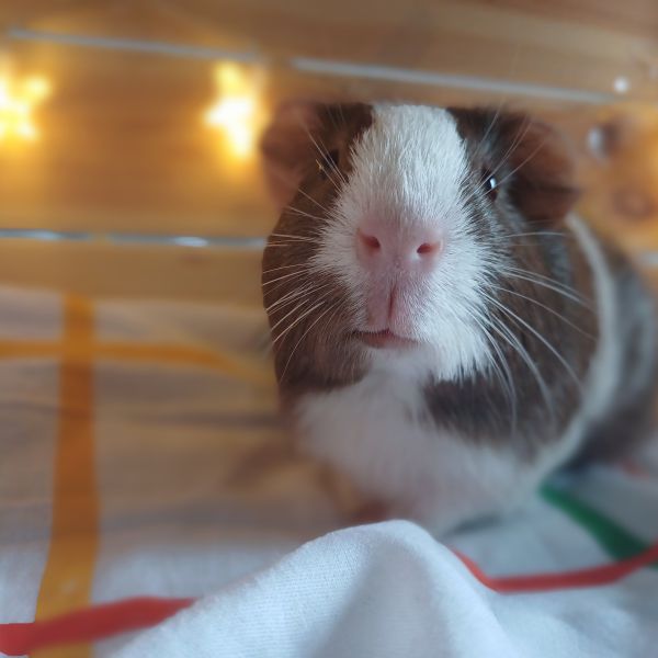 Kiwi