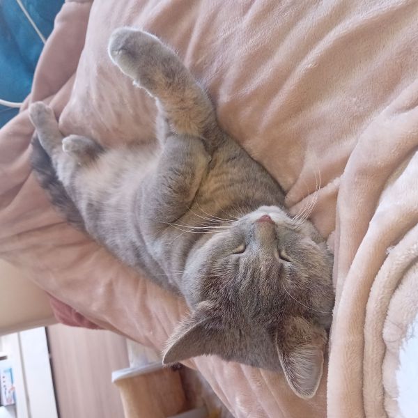 Wolletje