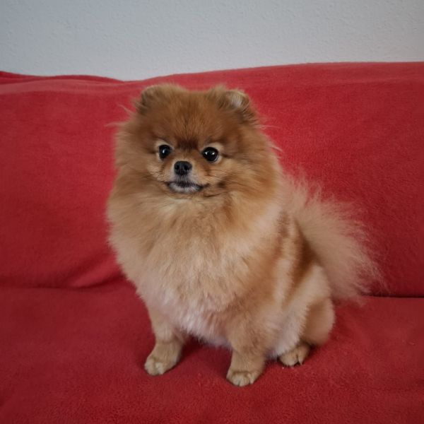 Faya