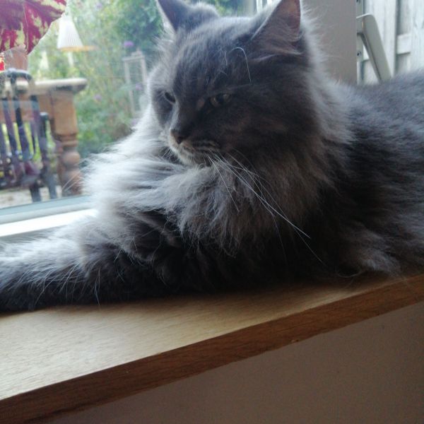 Milo