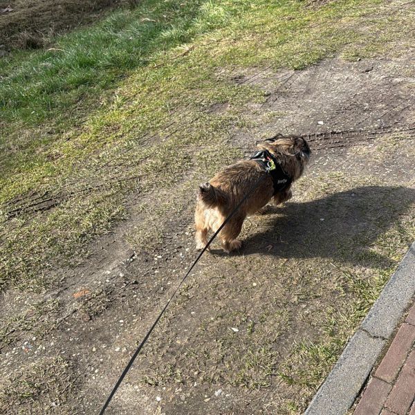 Boefje