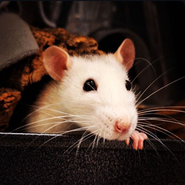 Pip