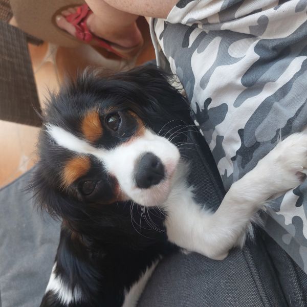 Pippa