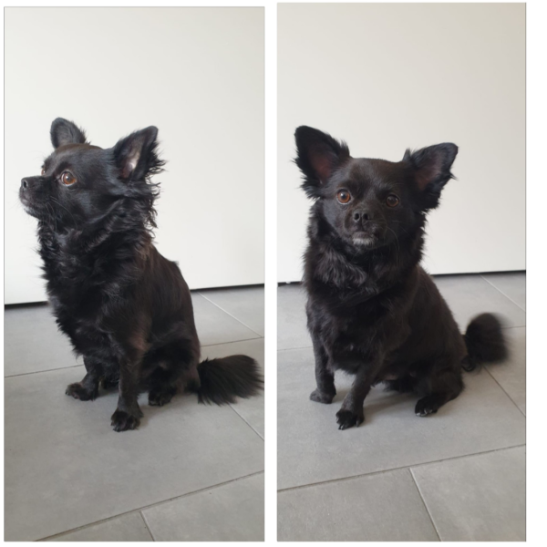 Bolo