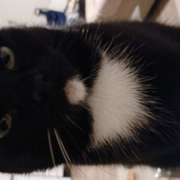 Simba