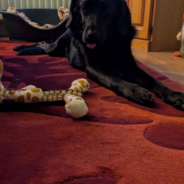 Kaya