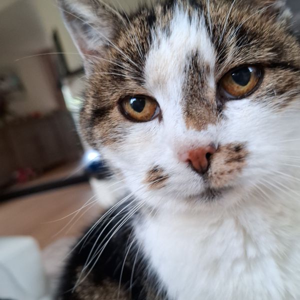 Kitty