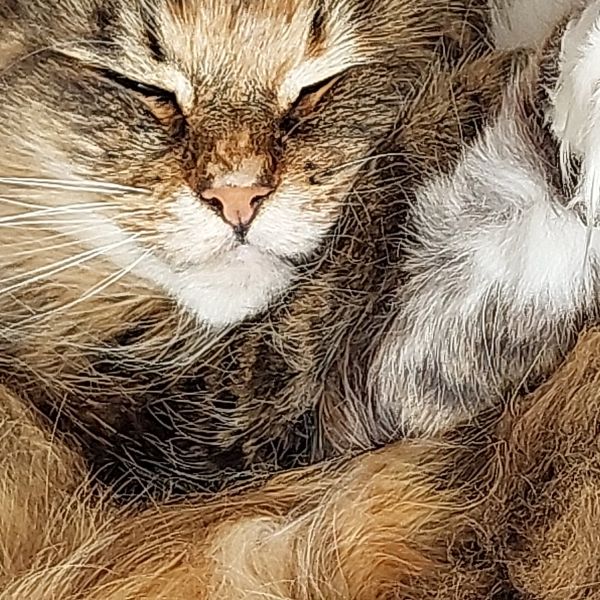 Saartje