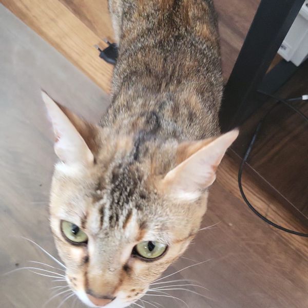 Catootje