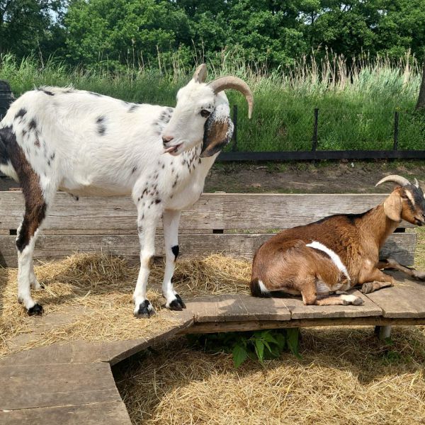 Suske &amp; Wiske