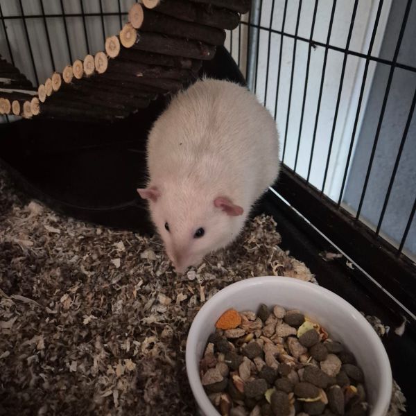 Oreo