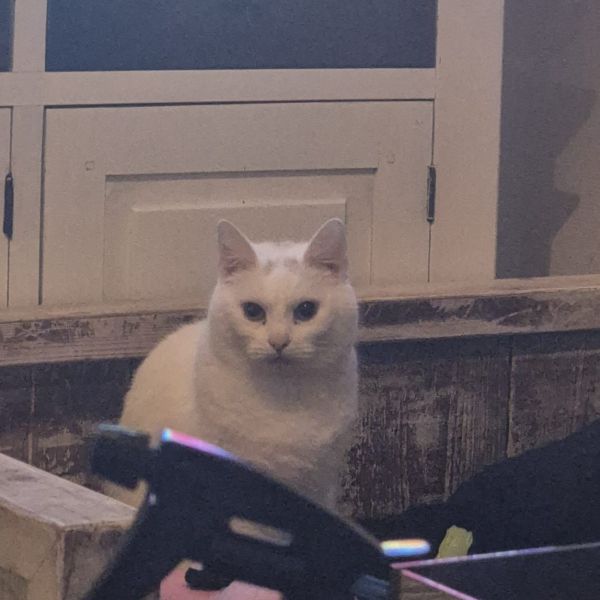 Nala