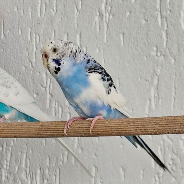 Aiko