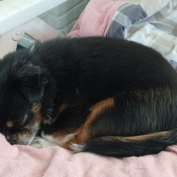 Bo