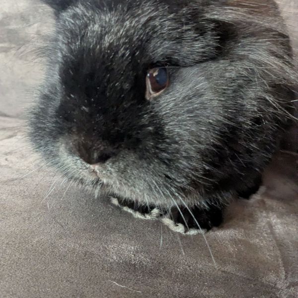 Laura Van der Meer-Bakker