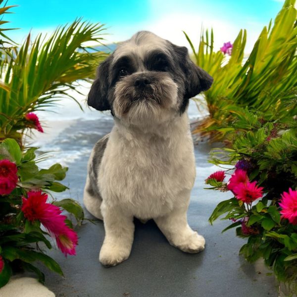 Roxy